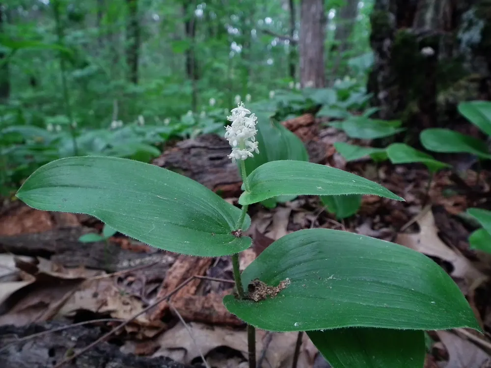 Plant photo