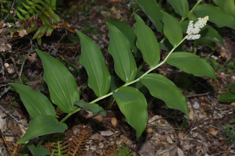 False Solomon's Seal