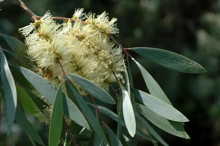 Cajeput Tree