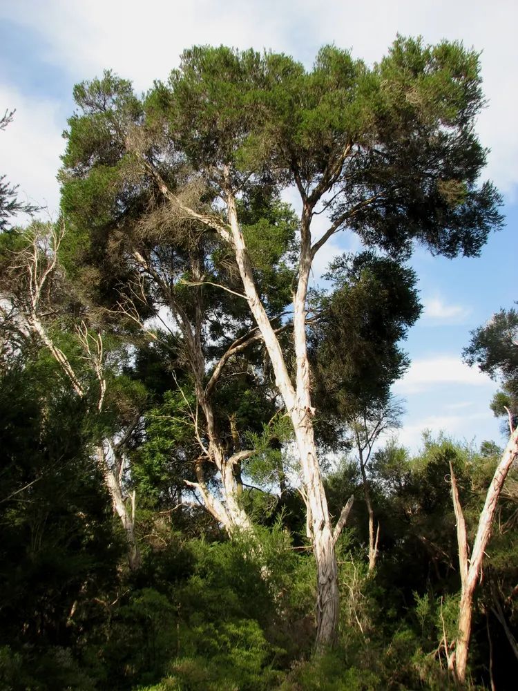 Rosalina (Lavender Tea Tree)