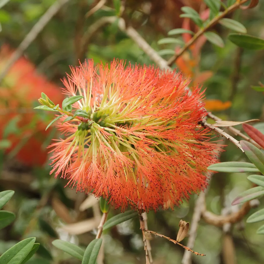 Plant photo
