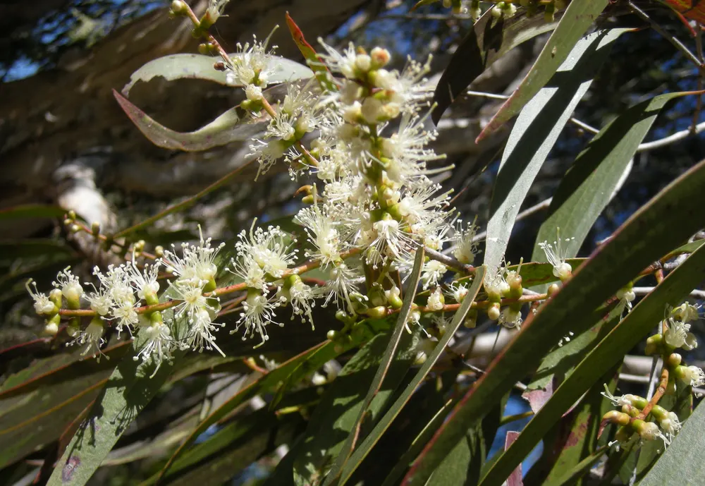 Cajeput Tree