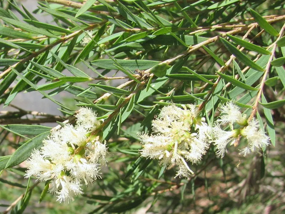 Flax-leaved Paperbark