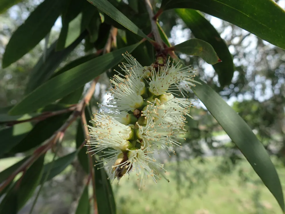 Broad-leaved Paperbark