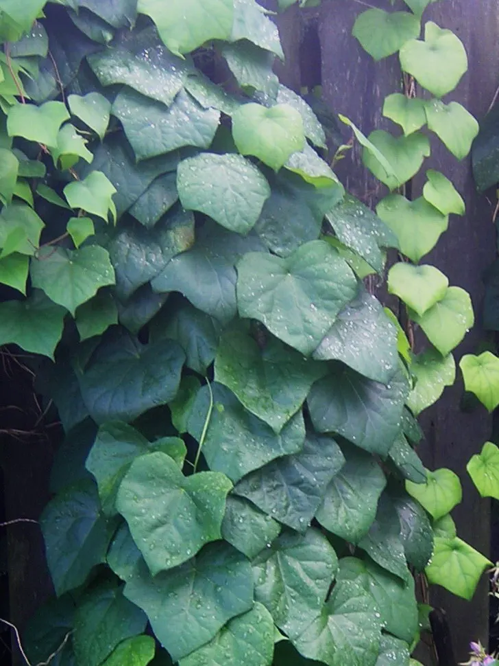 Asian Moonseed (Dahurian Moonseed)