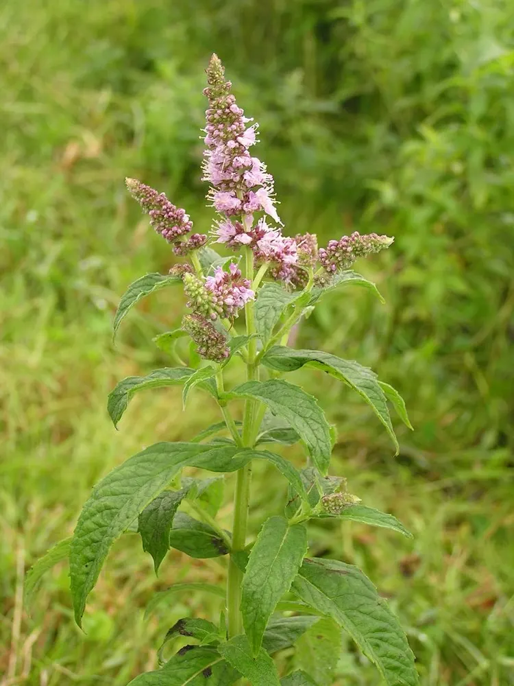 Plant photo
