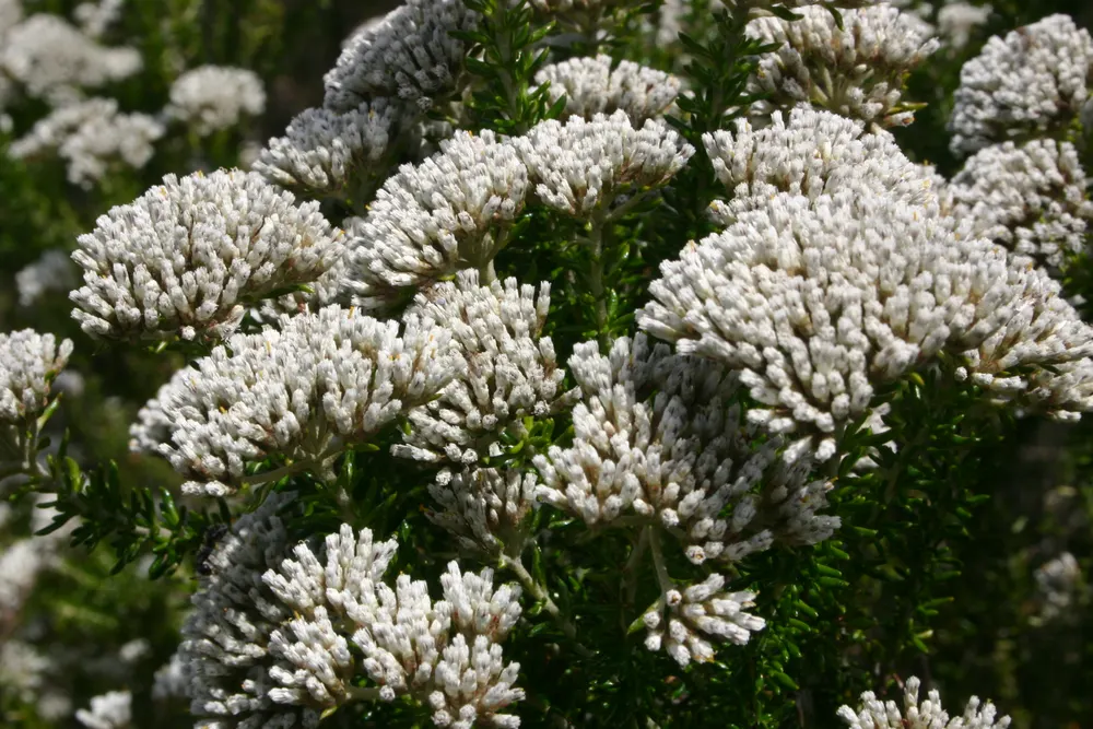 Blombos