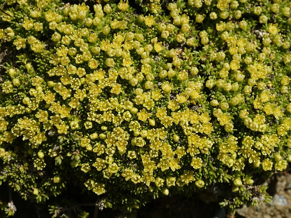 Plant photo