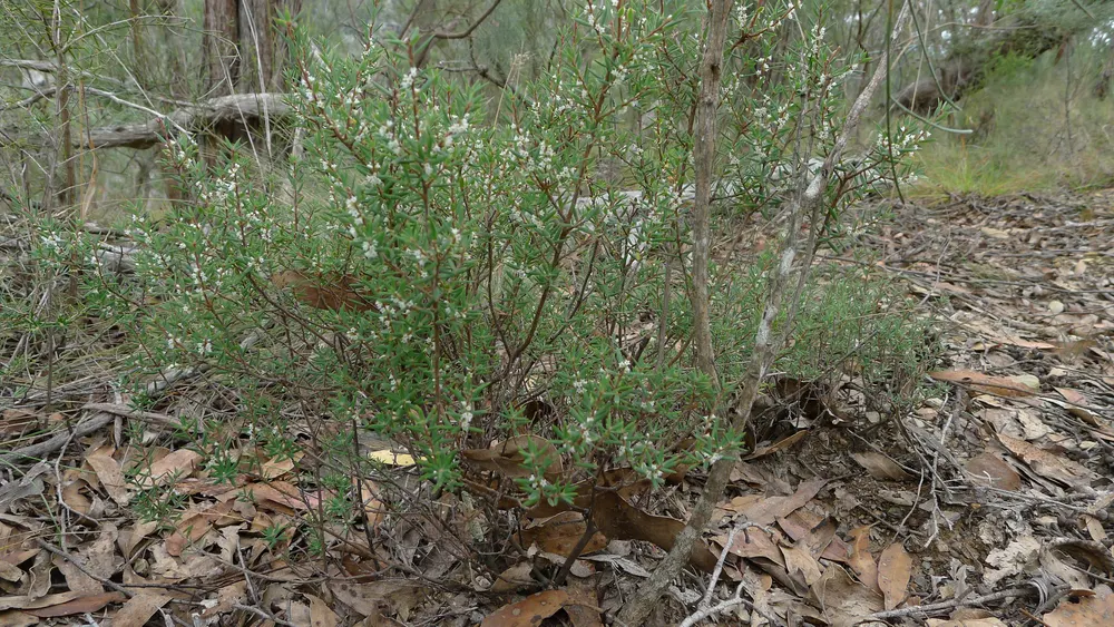 Plant photo