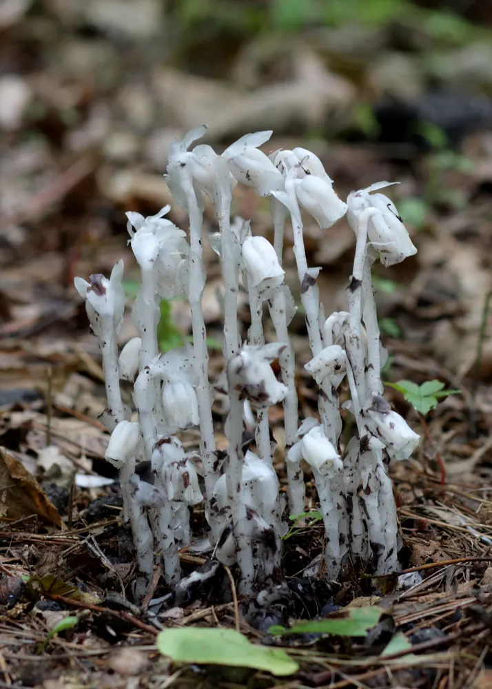 Ghost Pipe