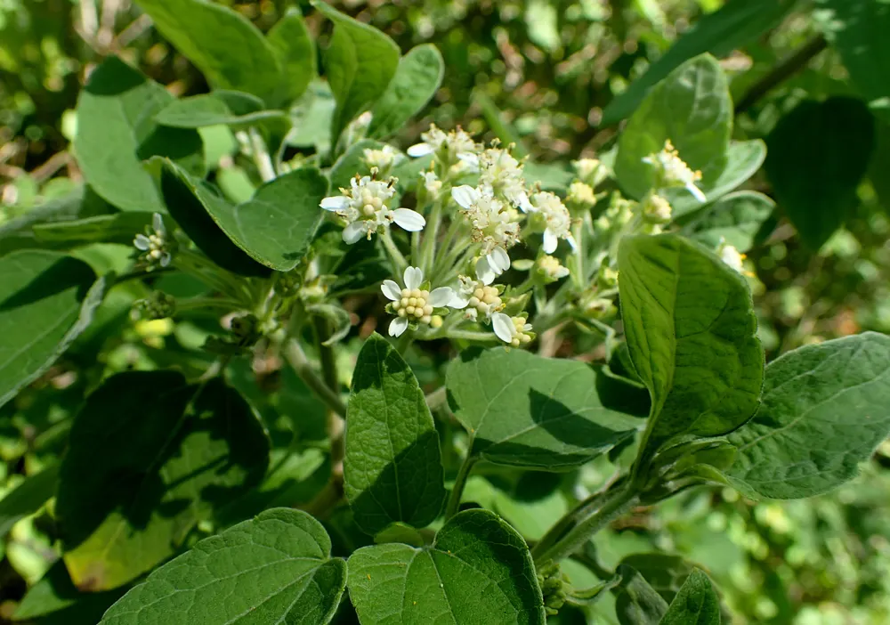 Zoapatle
