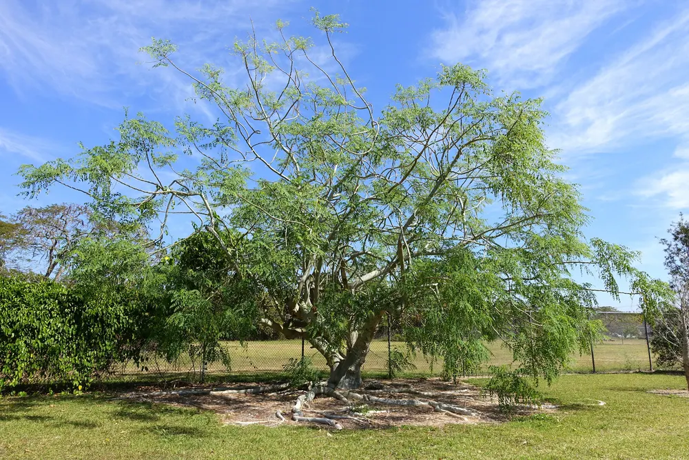 African Moringa