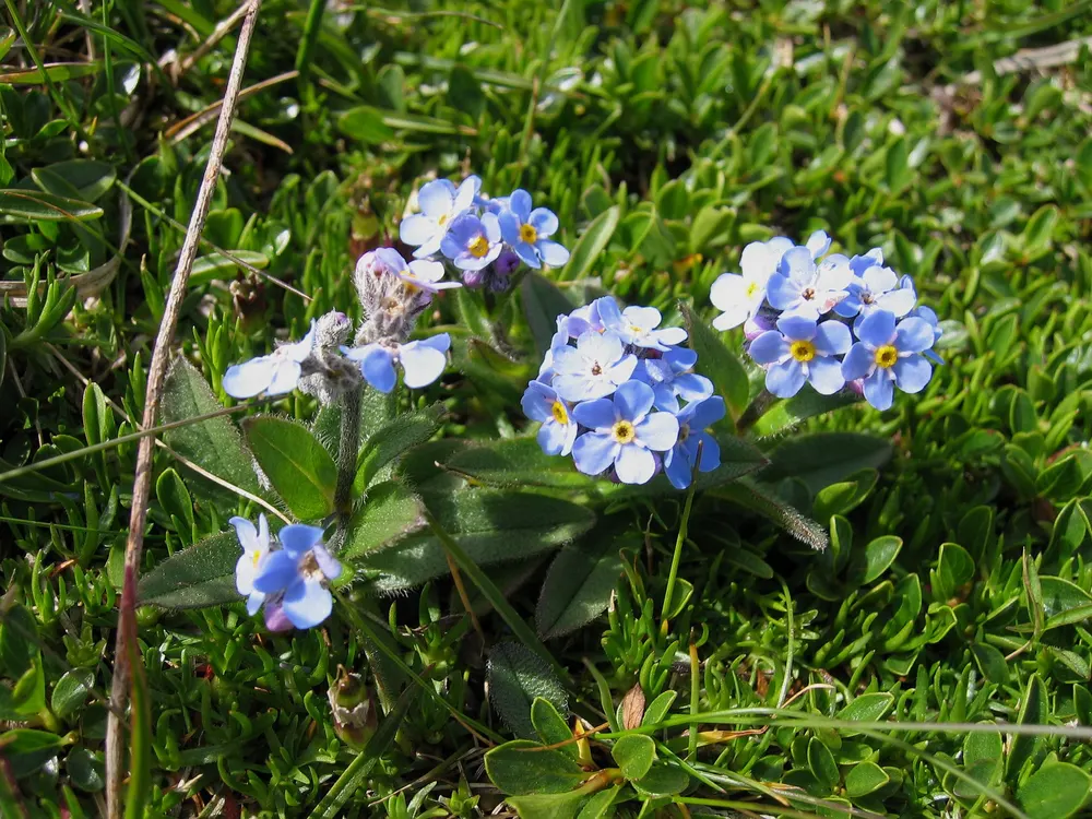 Alpine Forget-me-not