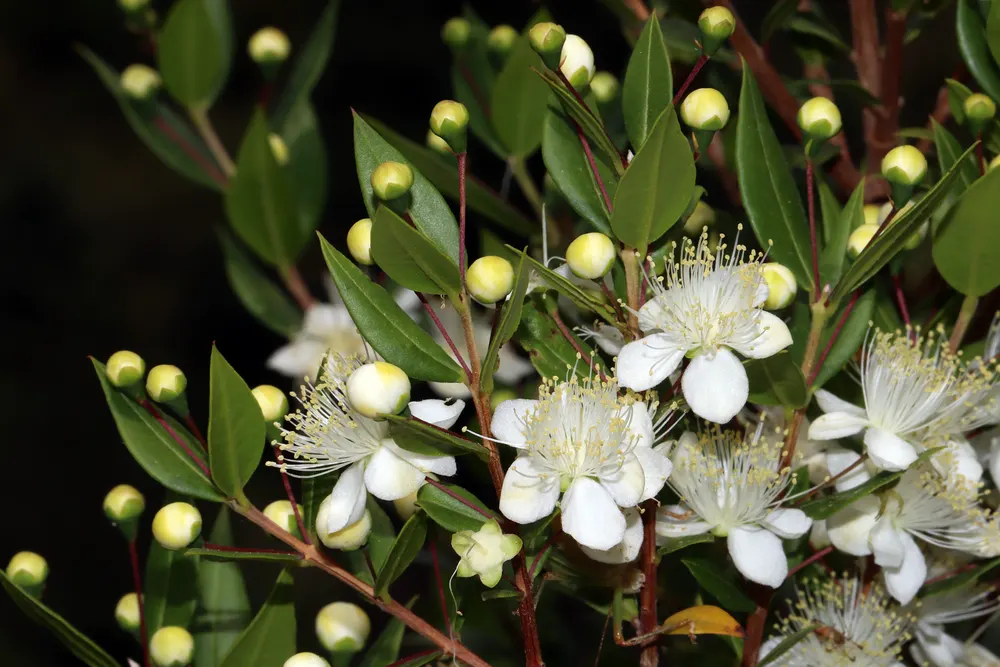 Common Myrtle
