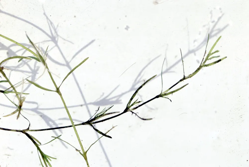 Plant photo