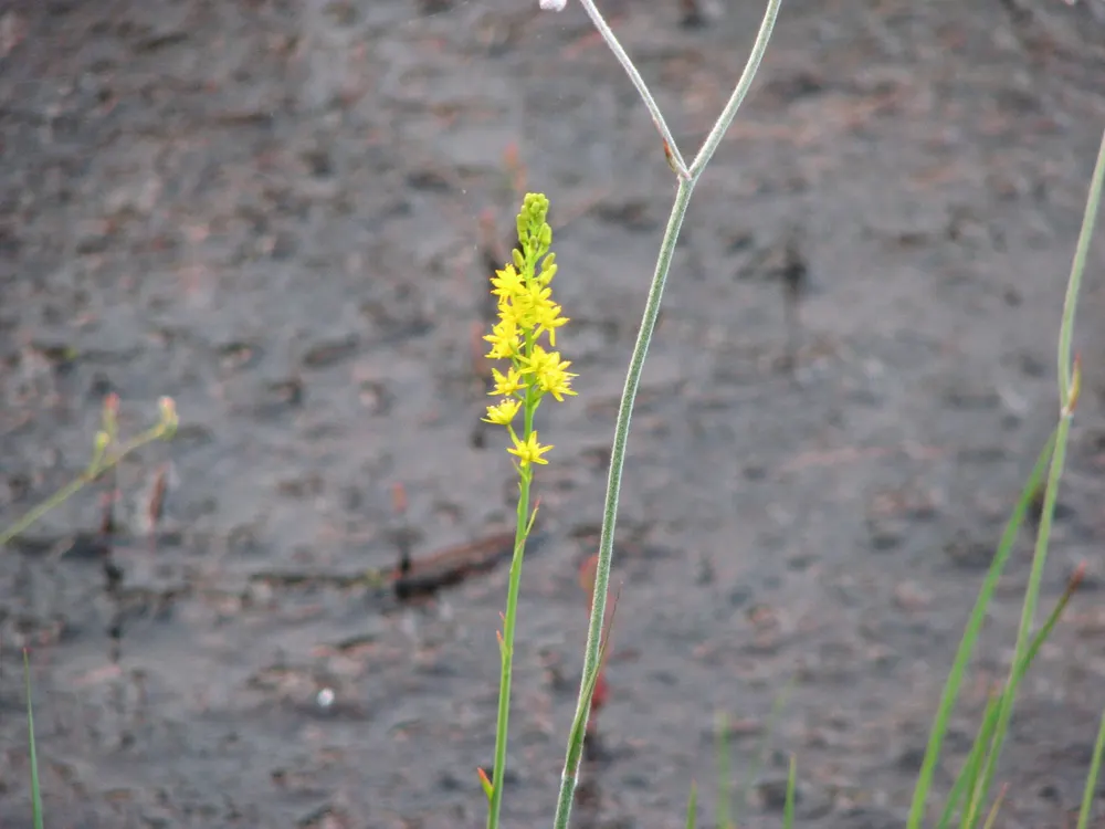 Bog Asphodel