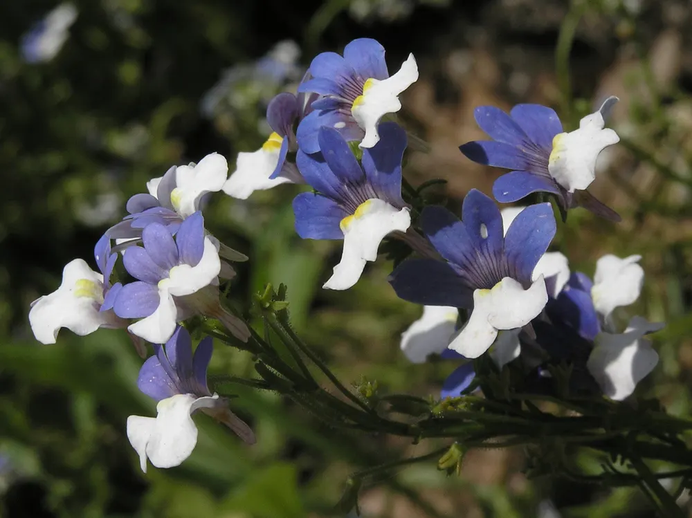 Plant photo