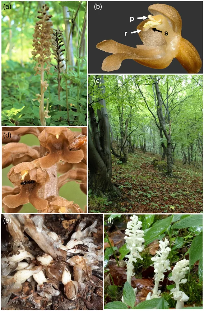 Bird's Nest Orchid