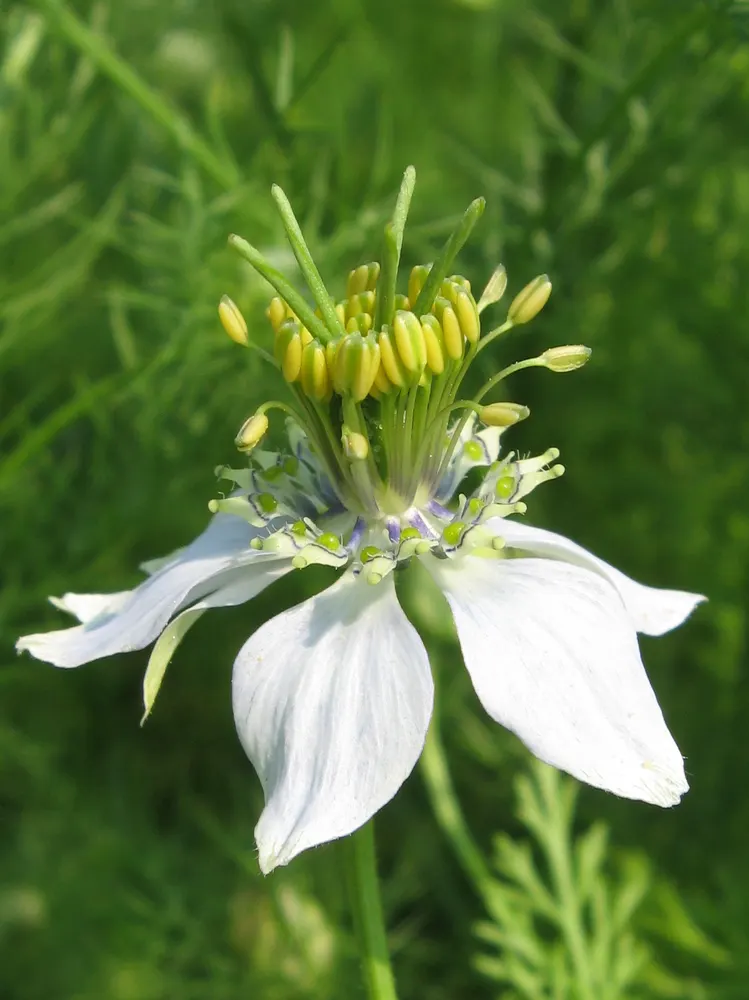 Black Seed