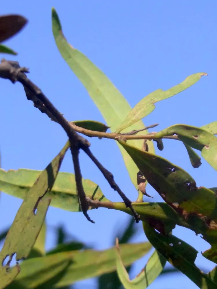 Plant photo