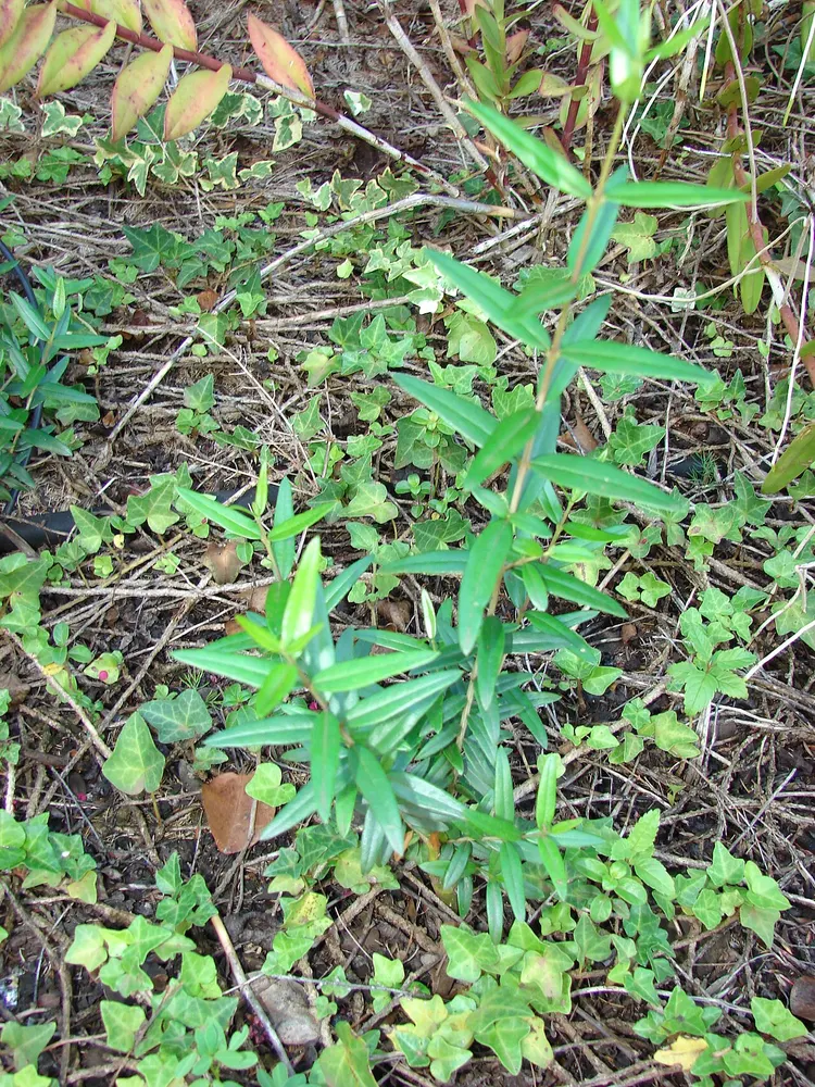 African Wild Olive