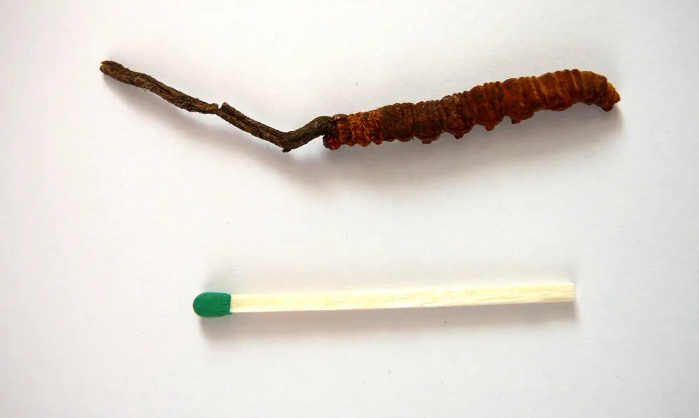 Caterpillar Fungus