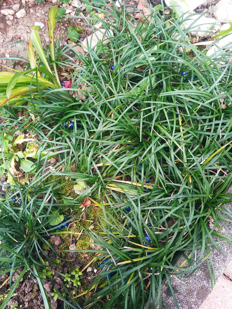 Dwarf Lilyturf