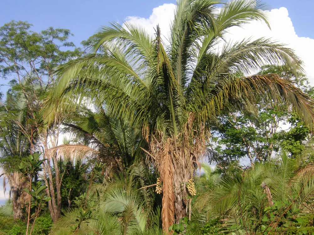 Babassu Palm