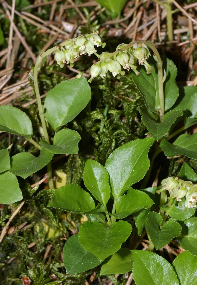 Plant photo