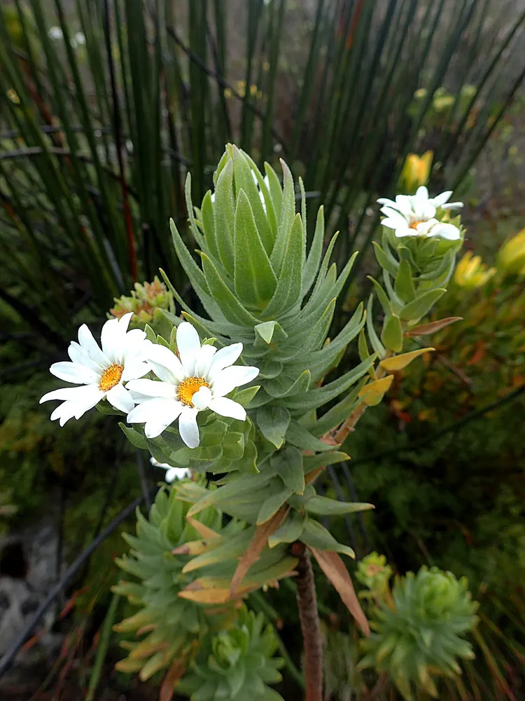 Belmalva