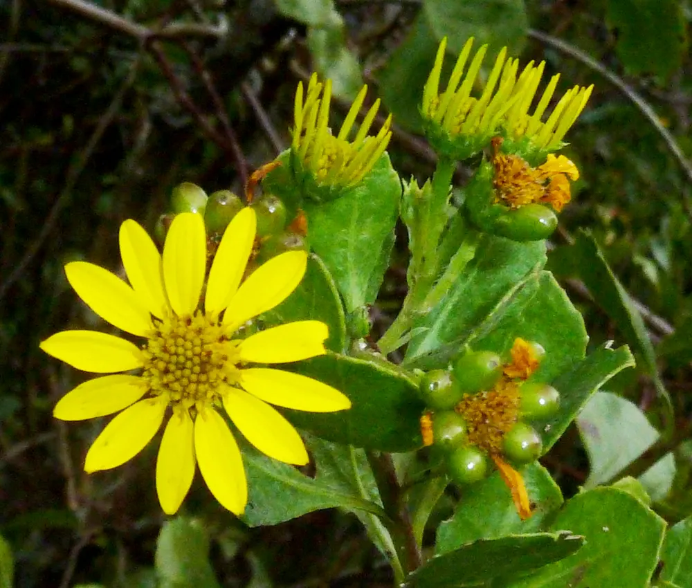 Bietou (Bush Tick-Berry)