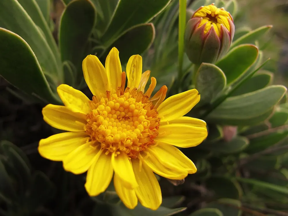 Barbary Ragwort