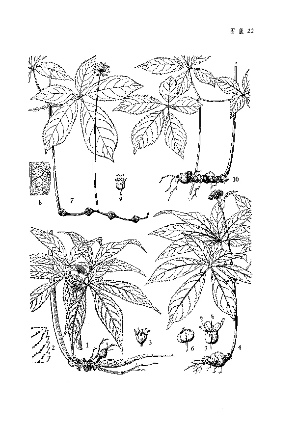 Notoginseng