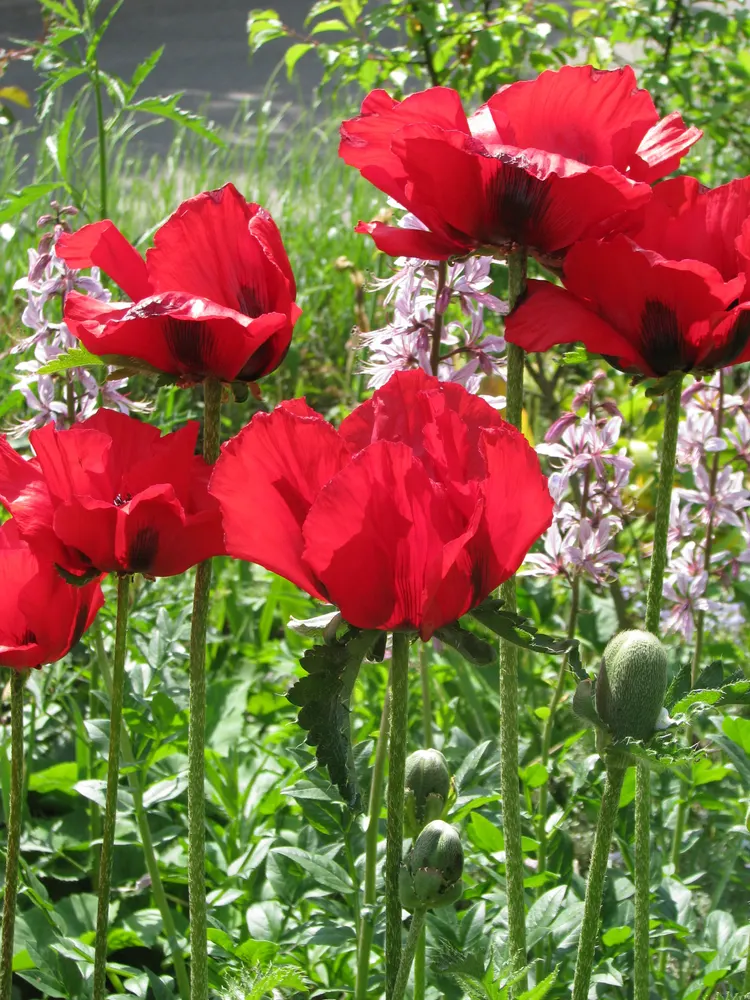 Plant photo