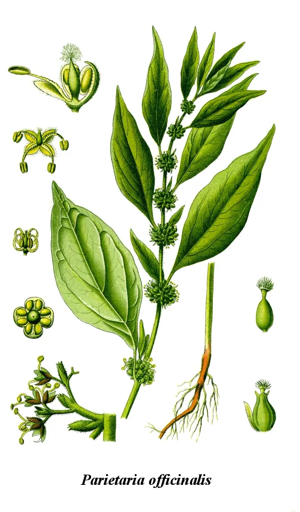 Pellitory-of-the-wall