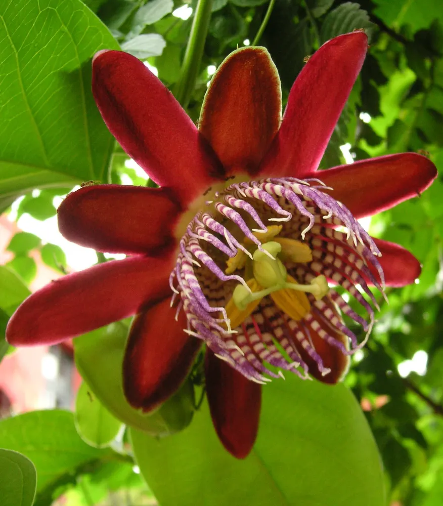 Winged Passion Flower