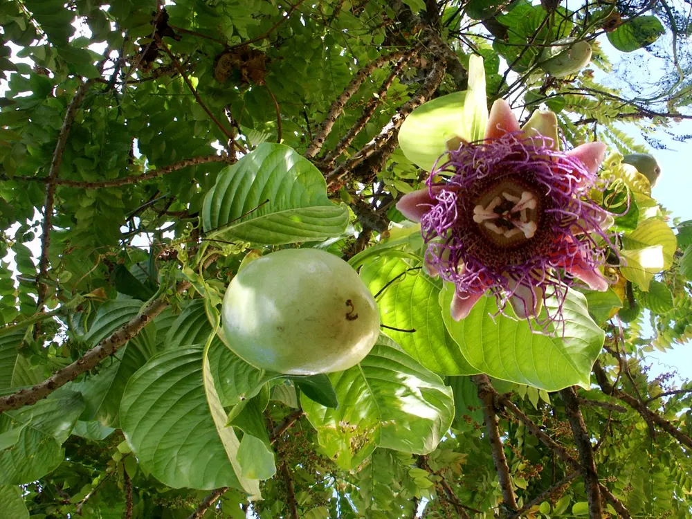 Giant Granadilla