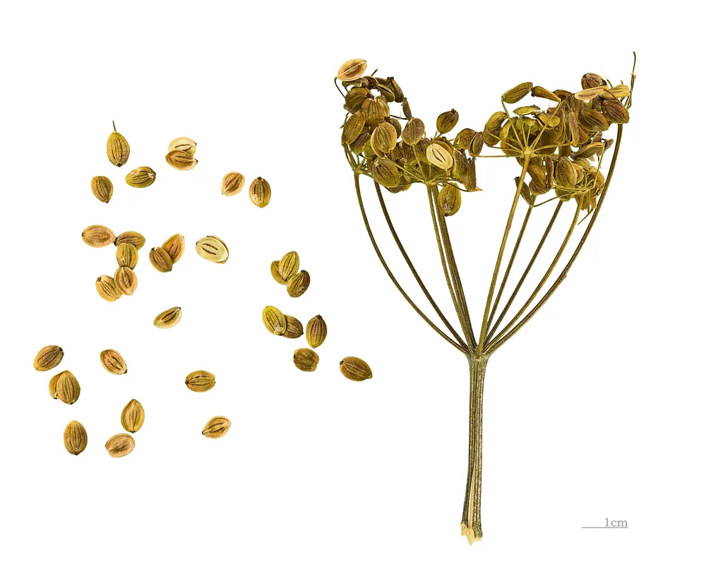 Plant photo