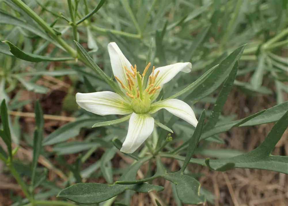 Plant photo