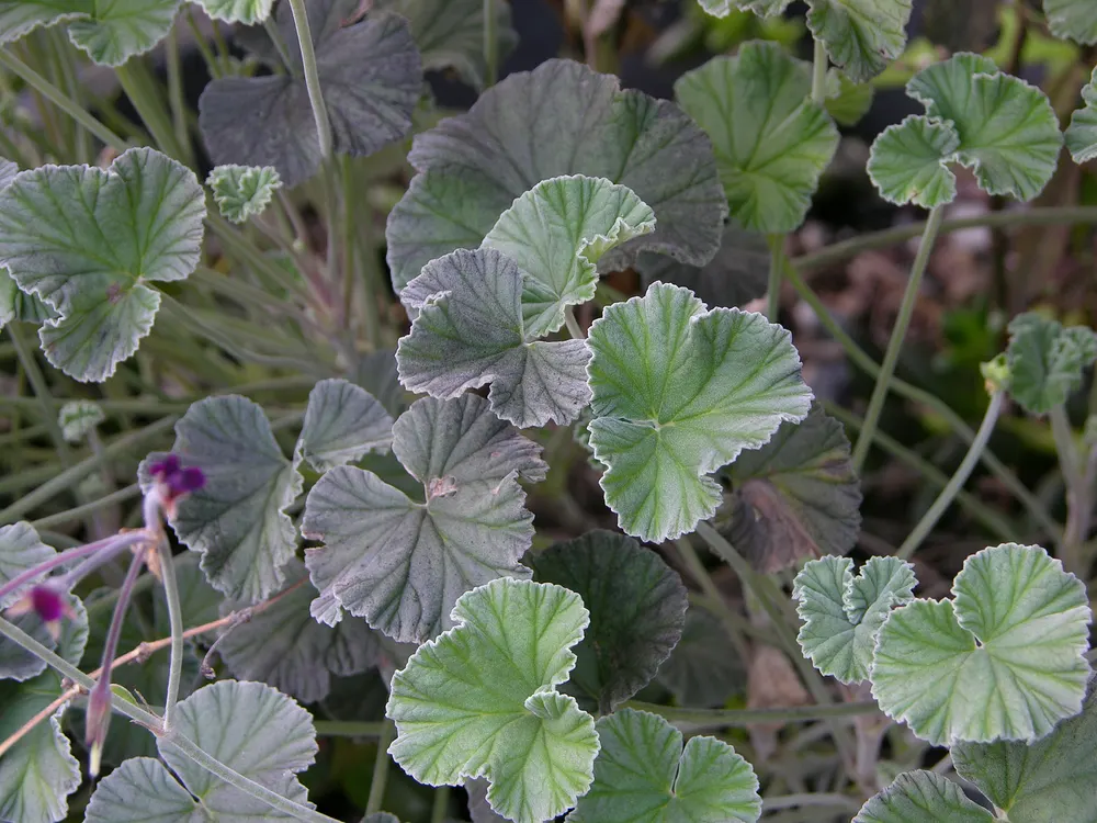 African Geranium
