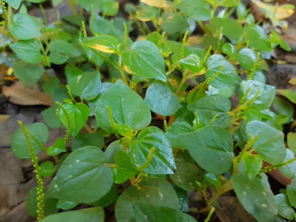 Shiny Bush
