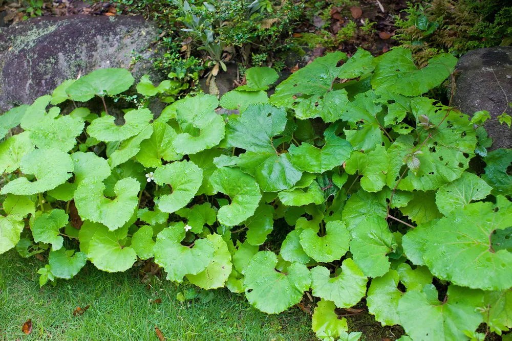 Plant photo