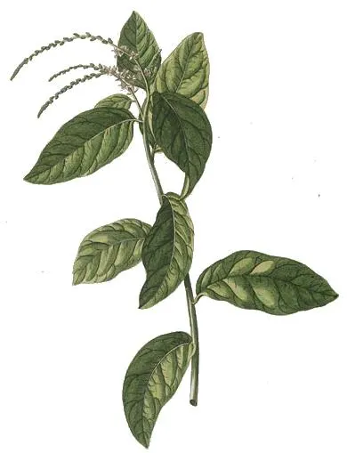 Guinea Hen Weed