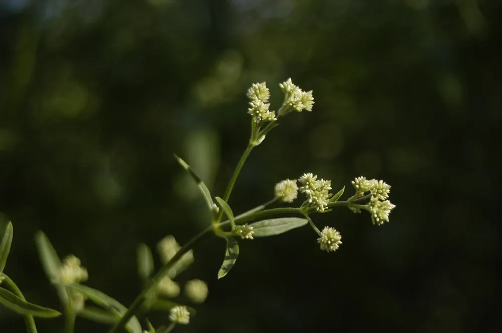 Ginseng Brasileiro (Brazilian Ginseng)
