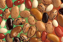Common Bean