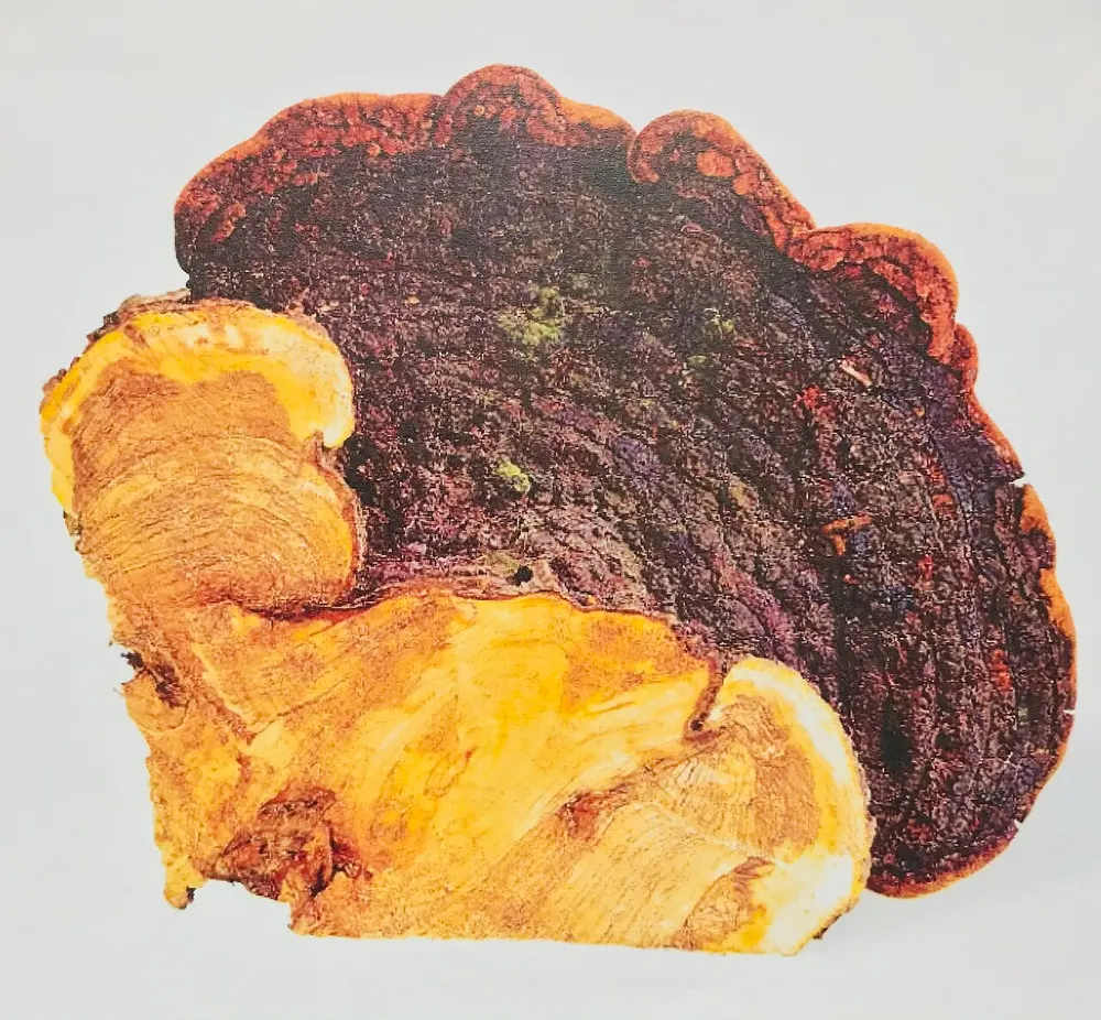 Black Hoof Mushroom