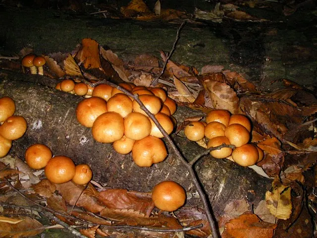 Nameko Mushroom