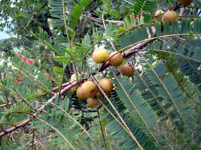 Amla (Indian Gooseberry)