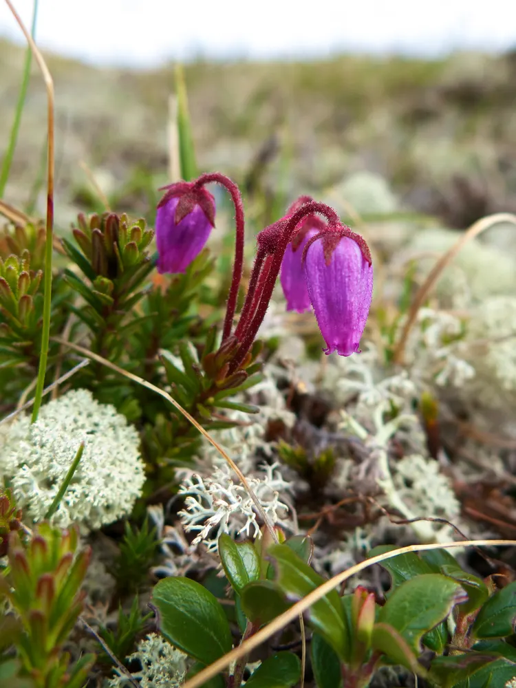 Blue Mountain Heath