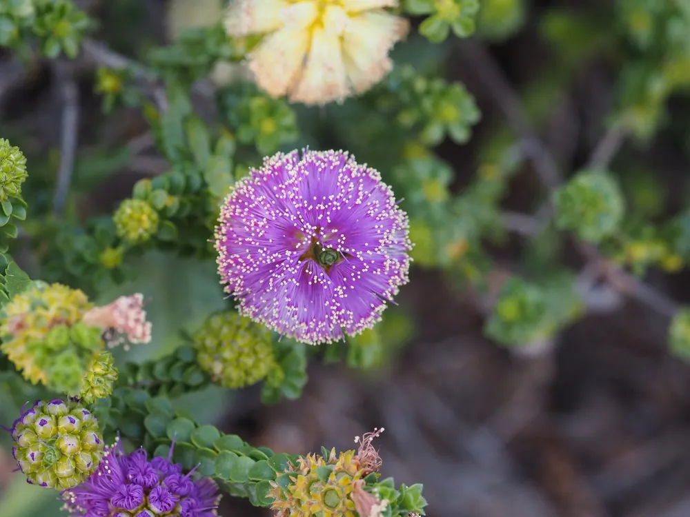 Plant photo